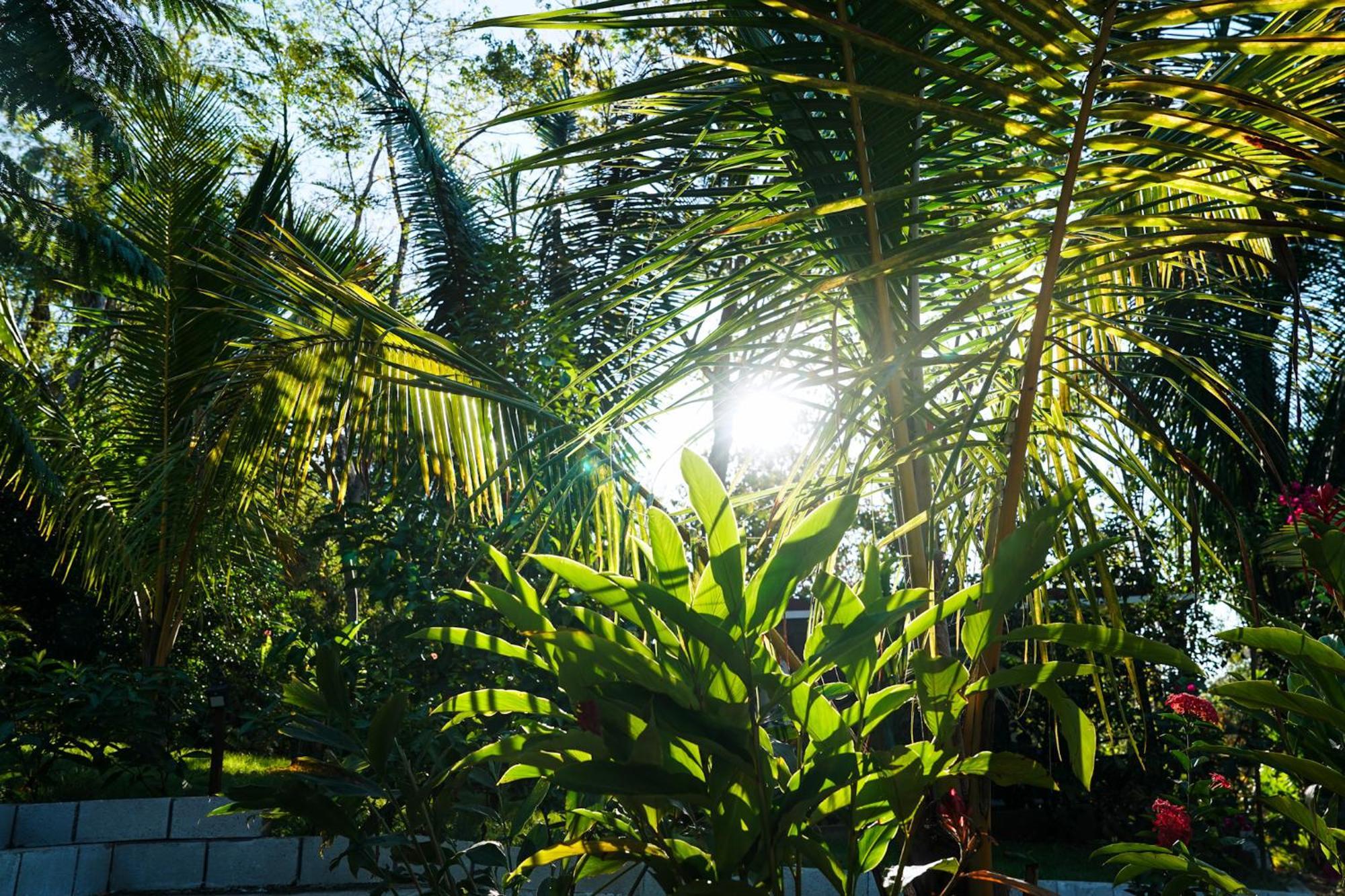 House In The Palm Forest Puerto Carrillo Buitenkant foto